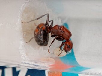 Mravenec nikobarský (Camponotus nicobarensis) - 3