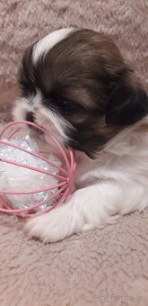 Shih-tzu krásná štěňátka, - 3