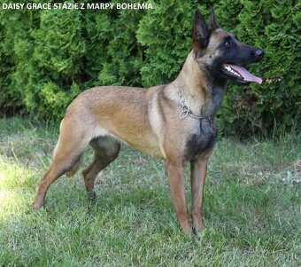 Prodám štěněta BO Malinois s PP - 3