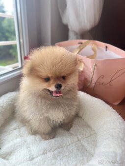 Pomeranian mini - 3