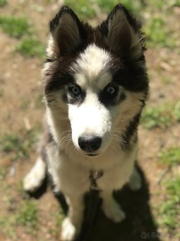Štěně husky - 3