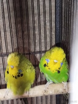 Andulky vystavni - 3