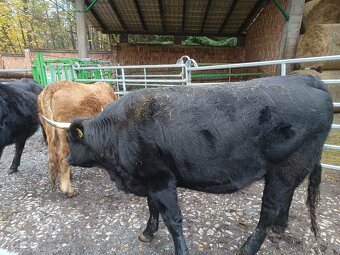 Březí jalovice bio - 3