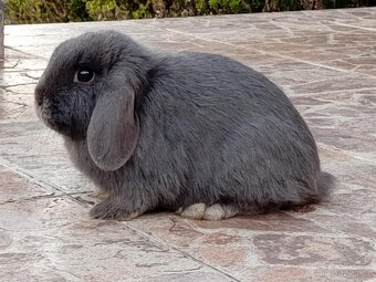 Samička Zakrslý Beránek MiniLop ❤️❤️🍑 - 3