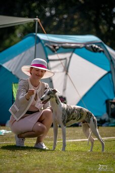 Nabídka krytí - whippet samec s PP, chovný vipet - 3