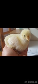 🐔Násadová vejce - Plymutka velká bílá 🐔 - 3