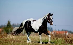 luxusní PAINT horse, DOUBLE HOMOZYGOT, import, plemeník - 3