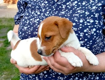 Jack russell terier  štěňátko k odběru ihned - 3