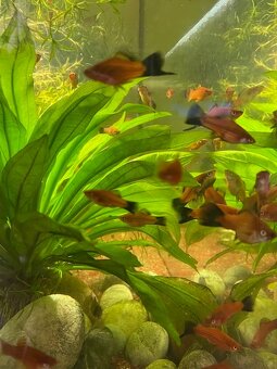 Xiphophorus hellerii (mečovky) - red - 3