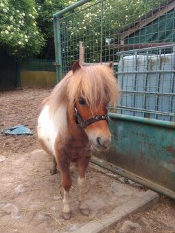Mini pony - 3