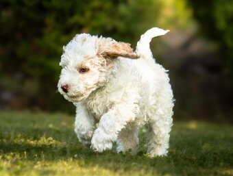 Lagotto romagnolo s PP - 3