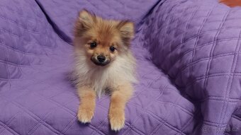 Špic, nemecký špic , oranžový špic, pomeranian - 3
