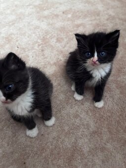 Britská koťátka - 3