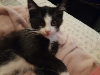 Daruji 3měsíční kotě - 3