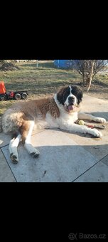 Nabízím štěňata bernardýna - 3