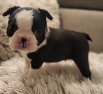 Bostonský teriér štěňátka s PP - 3