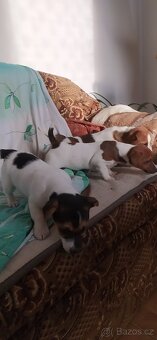 Jack Russell teriér - 3