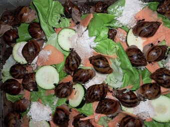 Africký šnek  Achatina Achatina Ghana F1 - 3