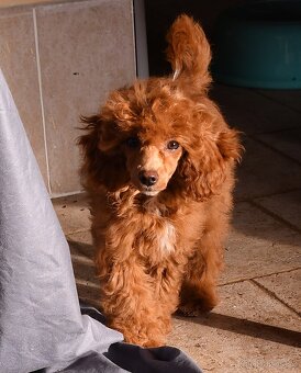 Pudl trpasličí vícebarevný (toy) s PP fenka - 3