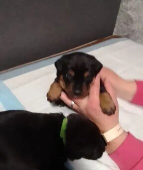 Prodávám stenata - 3