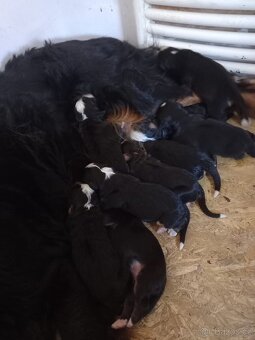 Bernský salašnícky pes - 3