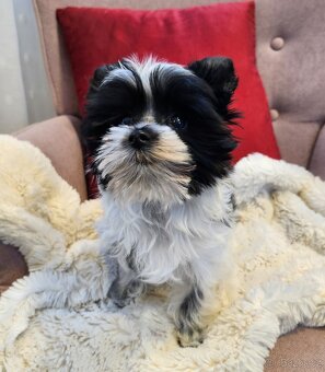 Mini biewer jorkšírský teriér - 3