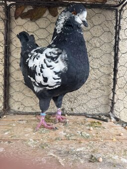 Prodam holuby king - 3