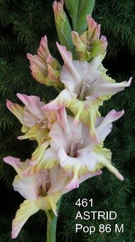 Hlízy velkokvětých mečíků - 3