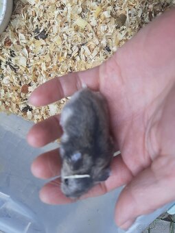 Krecek dzungarsky - 3