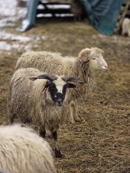 Beran Valašská ovce - 3