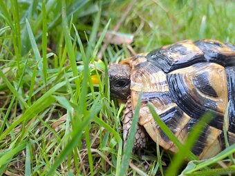 Testudo Hermanni, želva zelenavá - 3