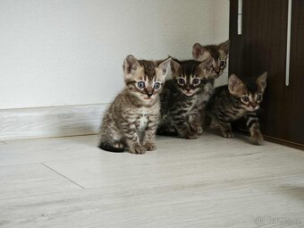 Bengal,Bengálska kočka,kocour - 3