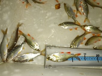 Nástrážní rybičky plotice, perlín 12-15 cm - 3