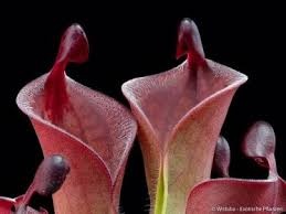 Masožravé rostliny, masožravky - 3