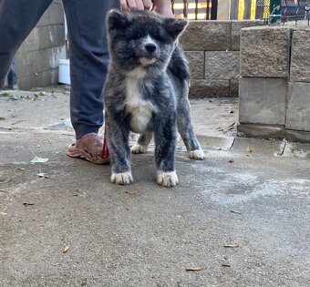 Štěňátka Akita inu s FCI/AKIHO průkazem původu již k odběru - 3