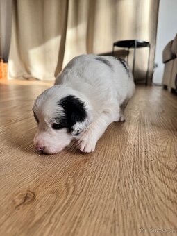 Štěňata Border kolie - kluci - 3