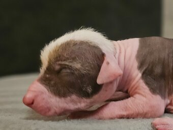 Peruánský naháč s PP orstěná fenka a holý pes - 3