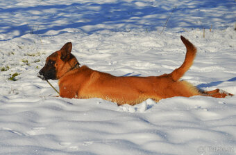 Belgický ovčák malinois na parťáka - 3