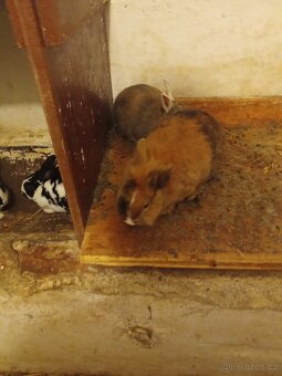 Prodam 6 zakrslych kraliku - 3