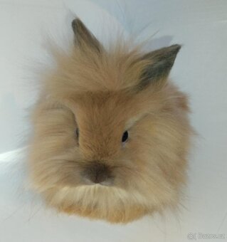 Zakrslý králíček bez PP sameček Frony - 3