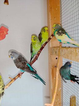 andulky BW,BF,štěpící a duhovky, - 3