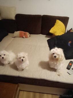 Prodám štěňátka maltézského psíka - 3