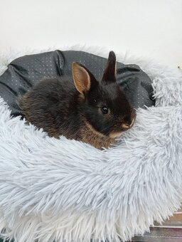 Zakrslý králíček CH2 - 3