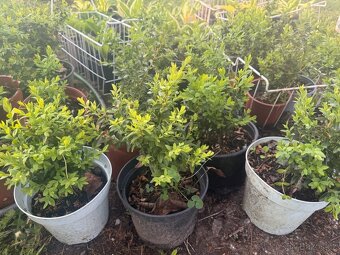 buxus cca 20 cm - 3