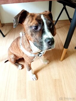 Amstaff krásná fenka - 3