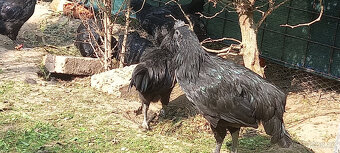 Ayam cemani - mladí kohouti - 3