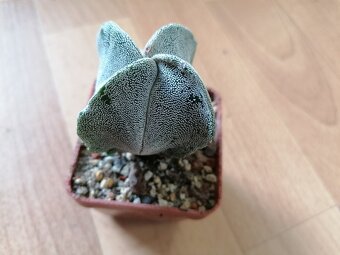 Krásný beztrnný kaktus č. 7 Astrophytum Mexiko a USA - 3