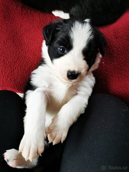 Štěňata Border Kolie - 3