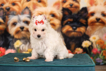 Jorkšírský teriér sněhobílá holčička Nutellka, s PP, York - 3