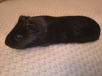 Morče samec daruji - 3